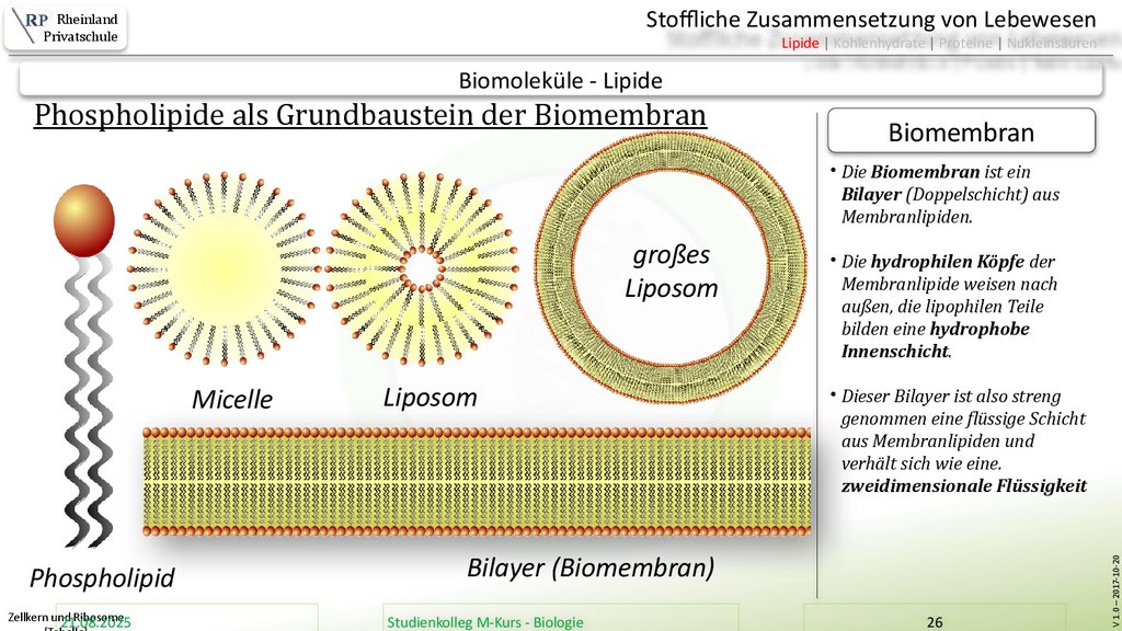 Zellkern und Ribosome [Tabelle]