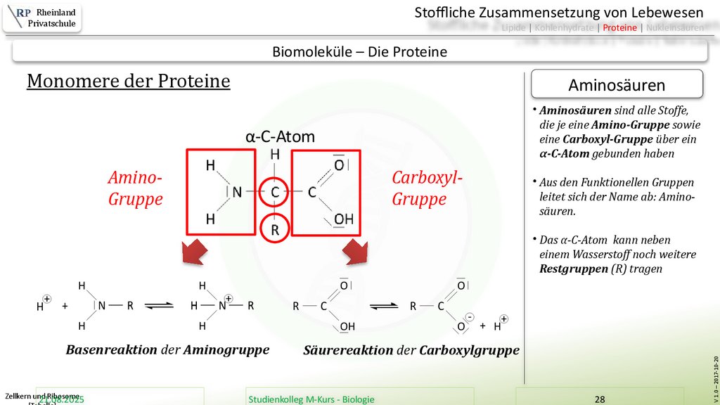 Zellkern und Ribosome [Tabelle]