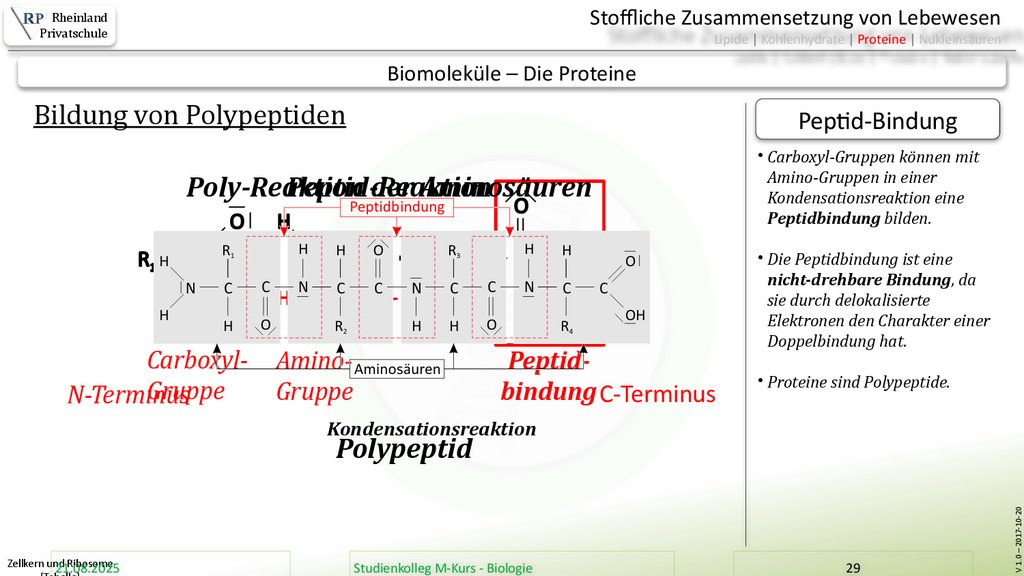 Zellkern und Ribosome [Tabelle]