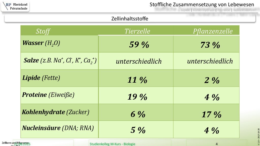 Zellkern und Ribosome [Grafik]