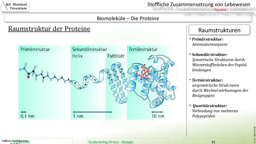 Zellkern und Ribosome [Tabelle]