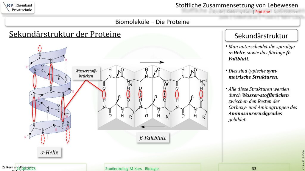 Zellkern und Ribosome [Tabelle]
