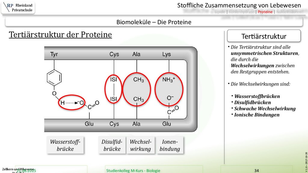 Zellkern und Ribosome [Tabelle]