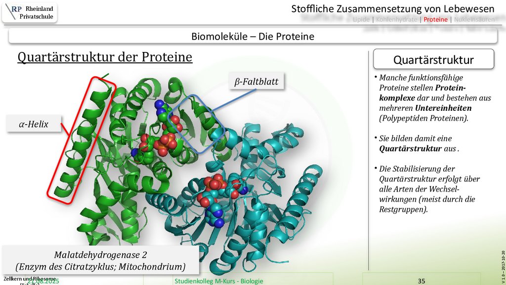 Zellkern und Ribosome [Tabelle]