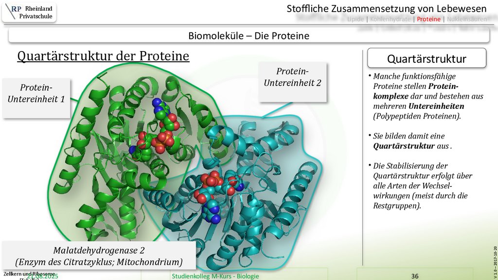 Zellkern und Ribosome [Tabelle]