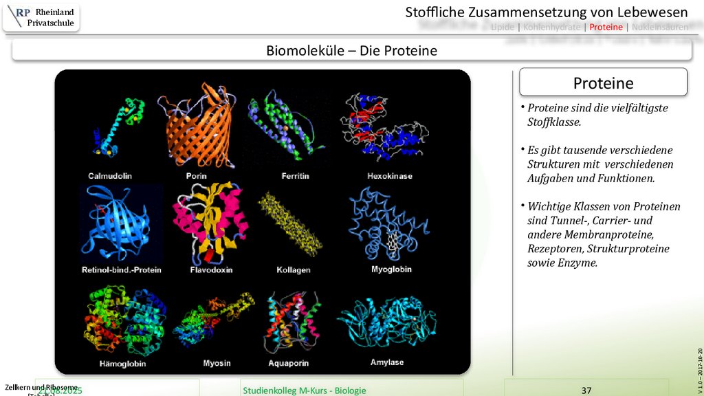 Zellkern und Ribosome [Tabelle]