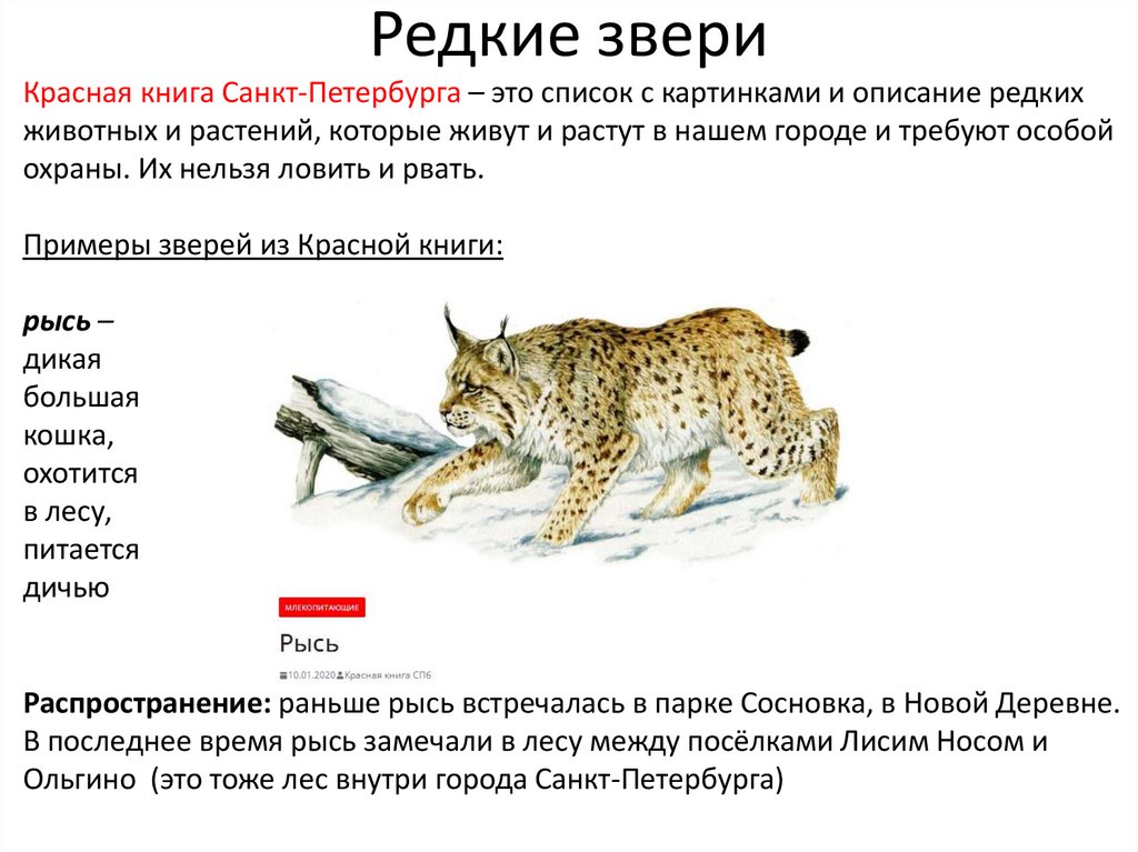 Редкие звери