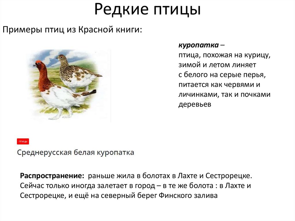 Редкие птицы