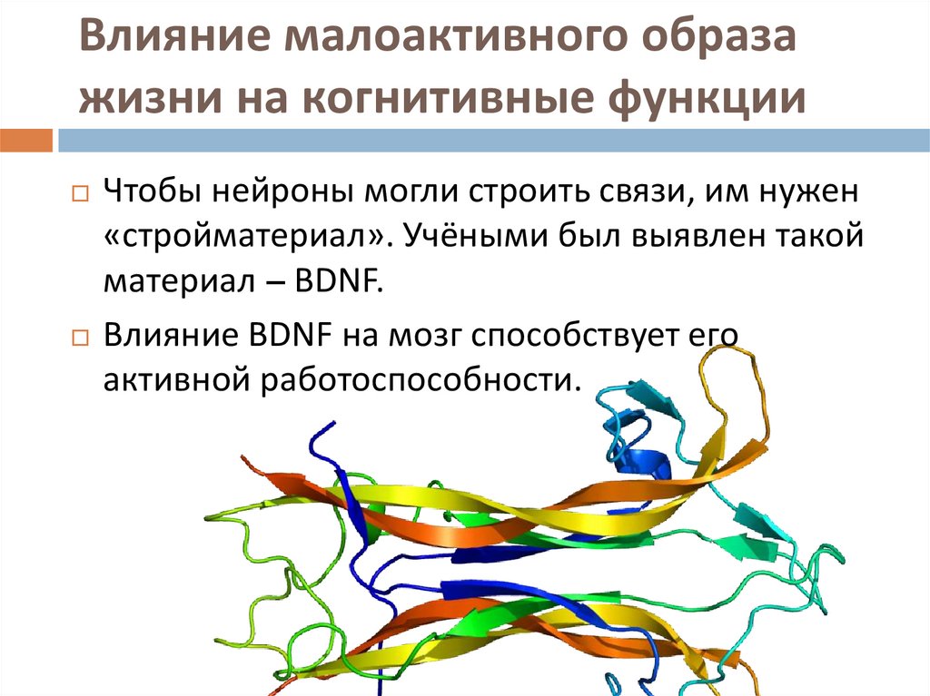 Влияние малоактивного образа жизни на когнитивные функции