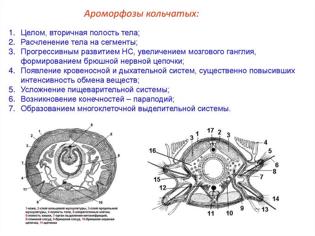 Ароморфозы кольчатых: