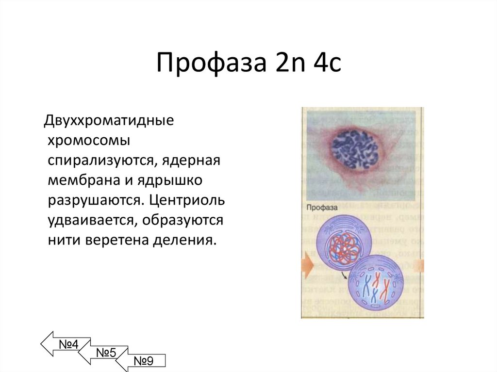 Профаза 2n 4с