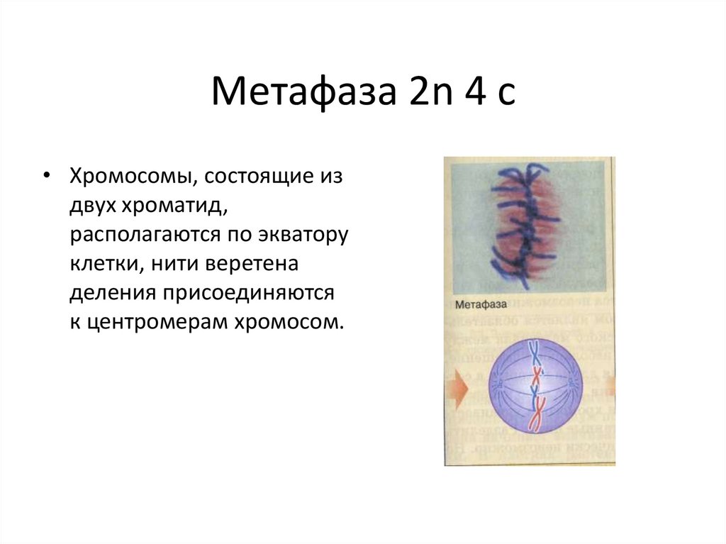 Метафаза 2n 4 с