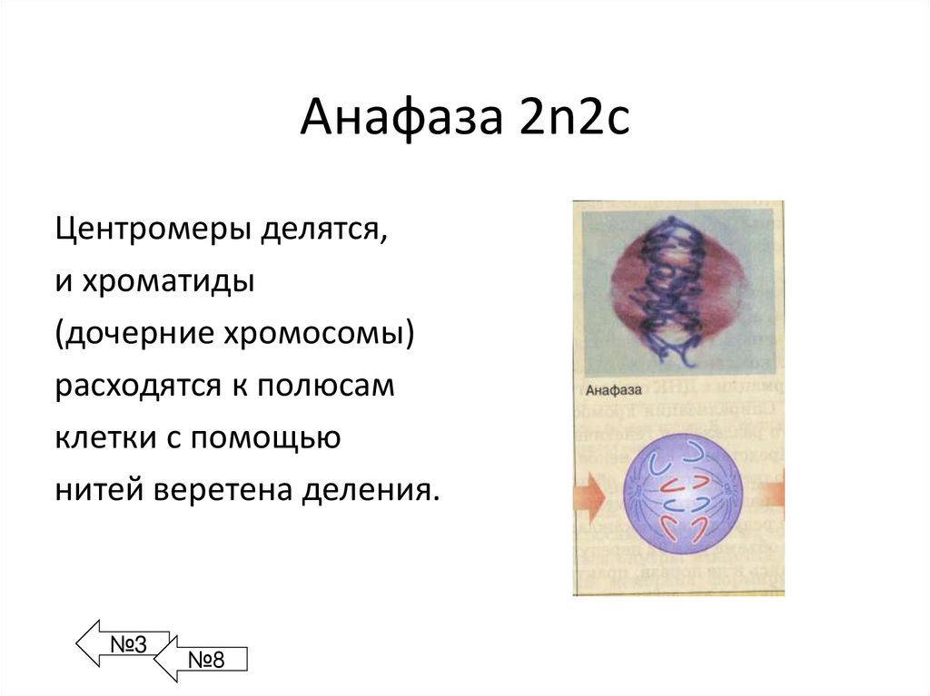 Анафаза 2n2с