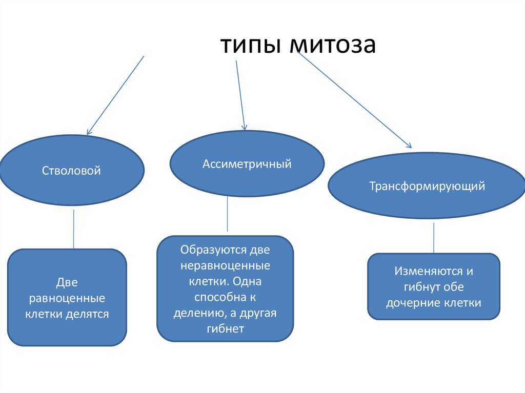 типы митоза