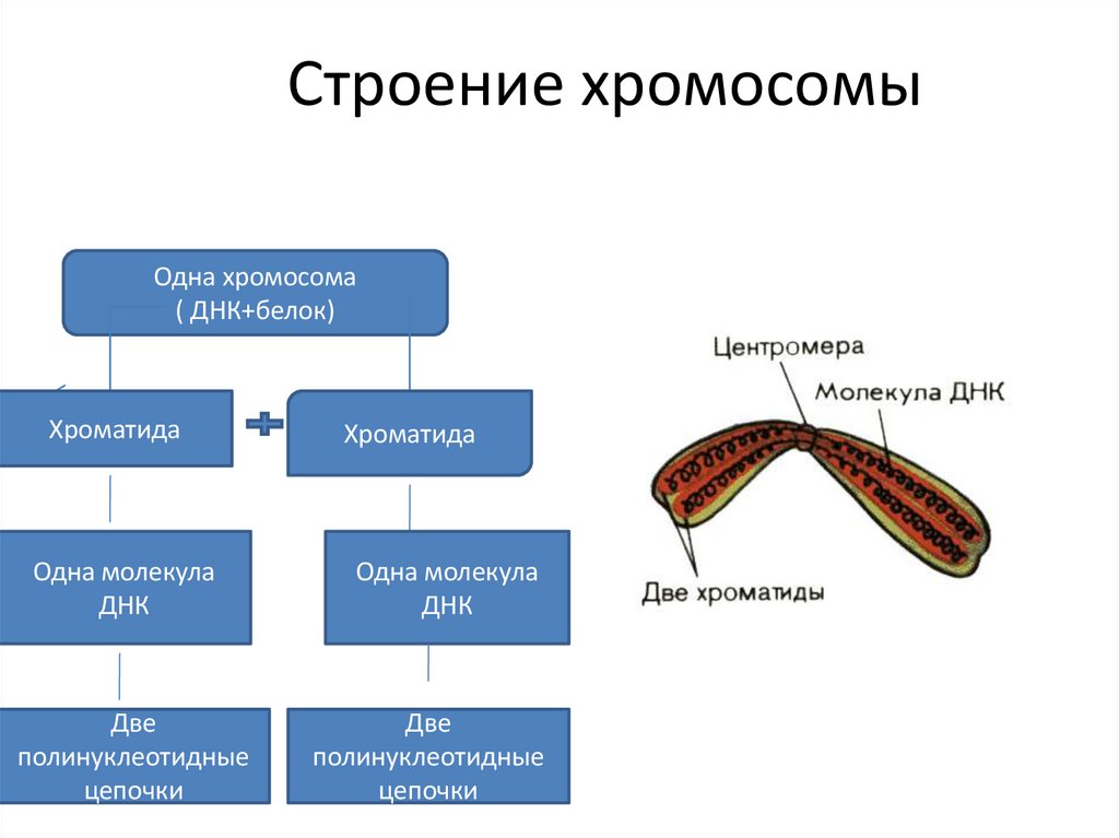 Строение хромосомы