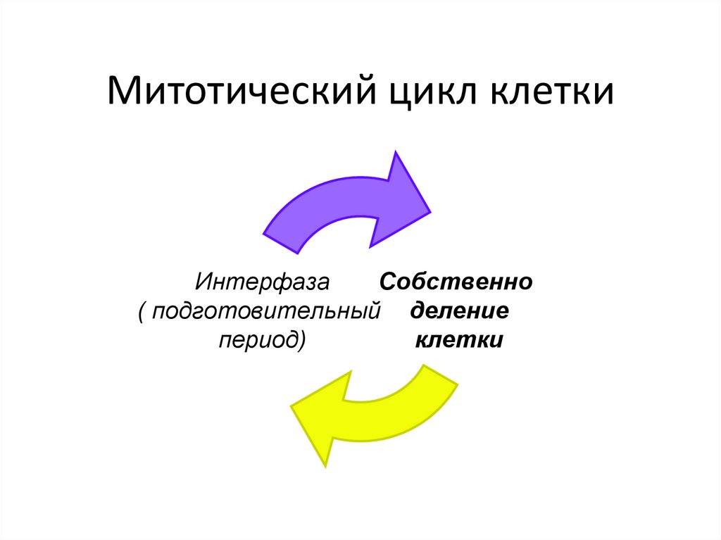 Митотический цикл клетки