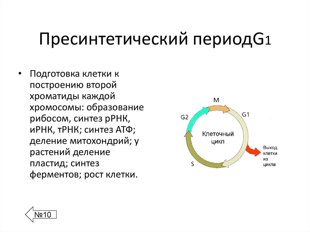 Пресинтетический периодG1
