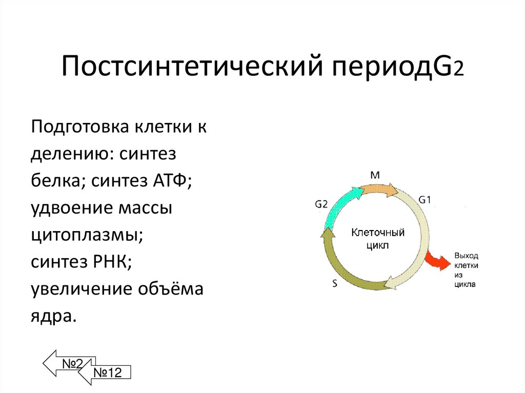 Постсинтетический периодG2