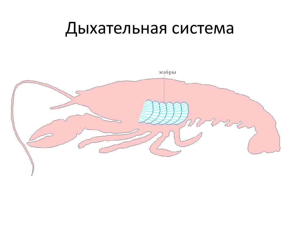 Дыхательная система