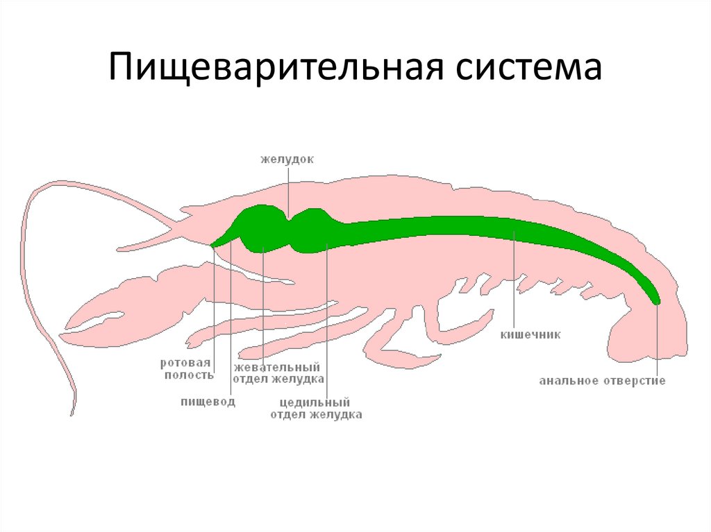 Пищеварительная система