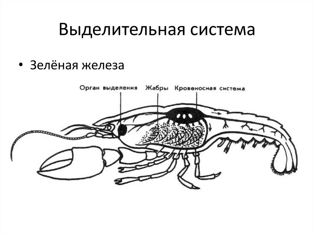 Выделительная система