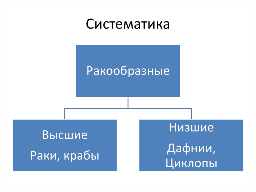 Систематика