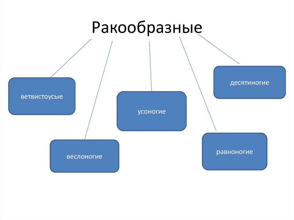 Ракообразные