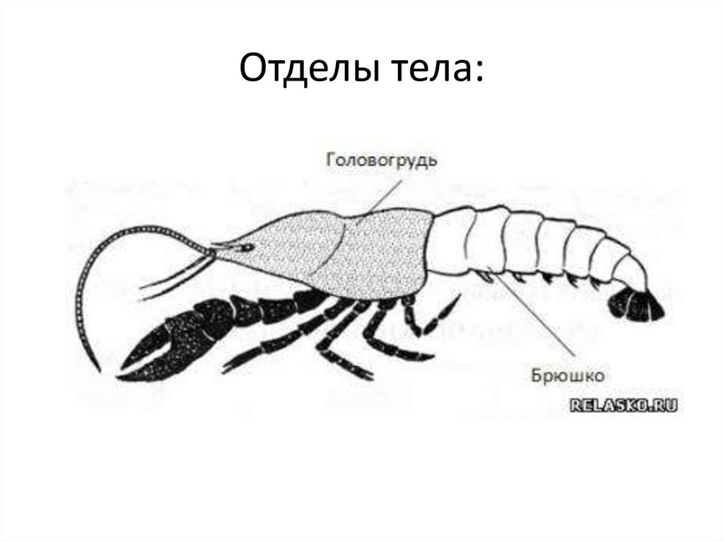 Отделы тела: