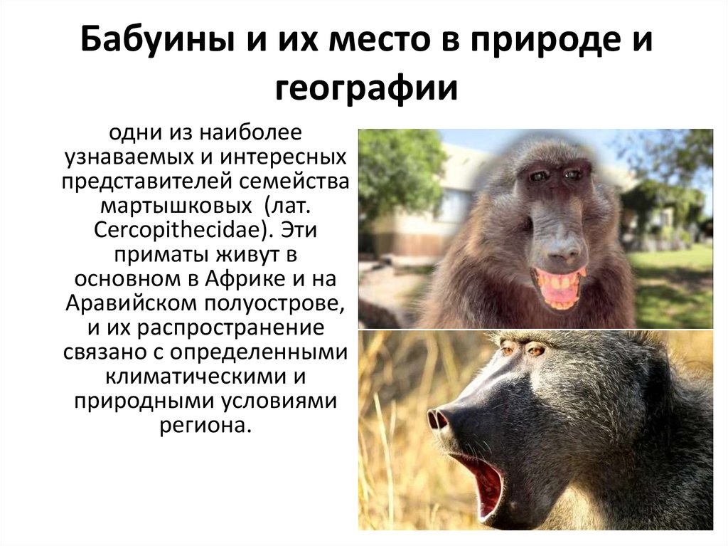 Бабуины и их место в природе и географии