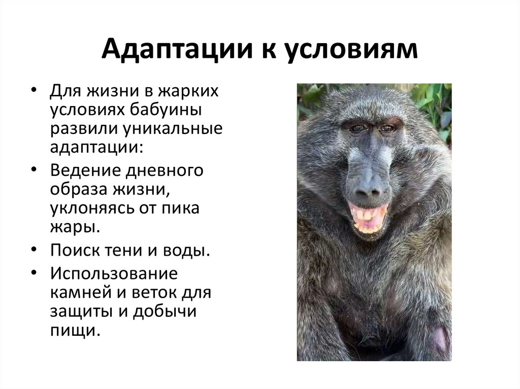 Адаптации к условиям