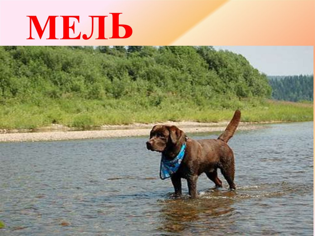 МЕЛ
