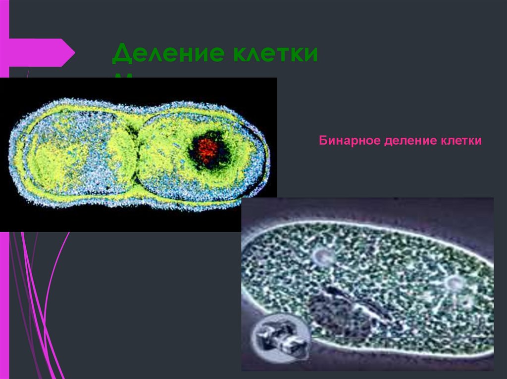 Деление клетки Митоз