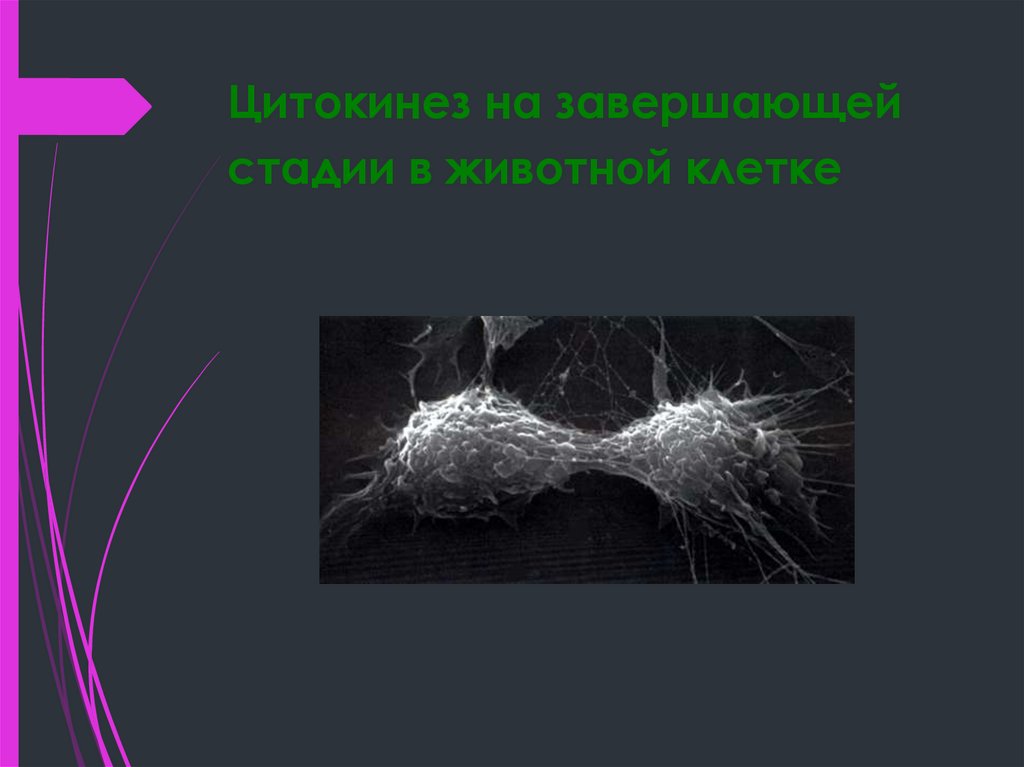Цитокинез на завершающей стадии в животной клетке