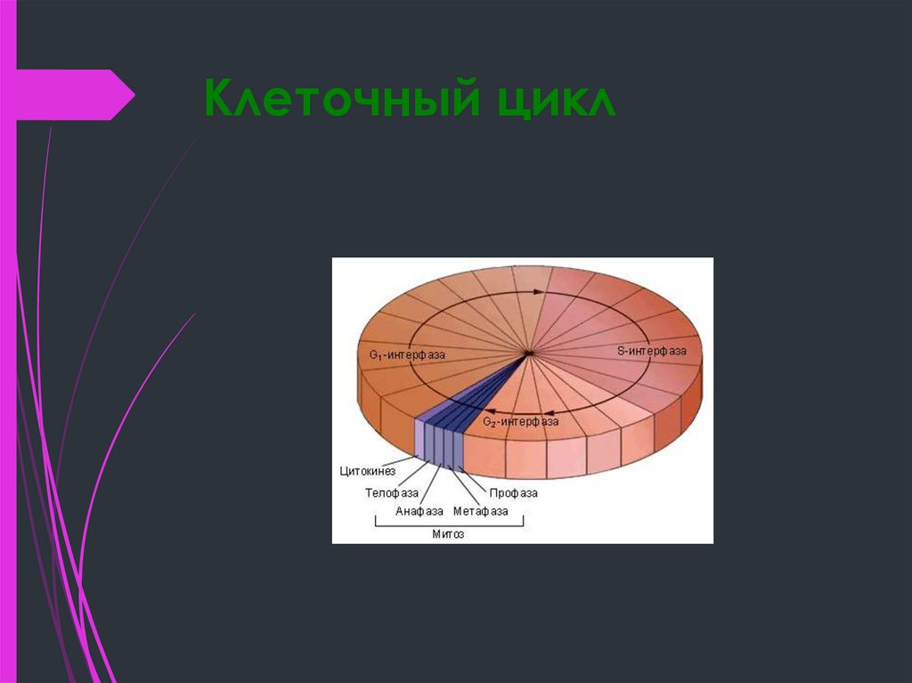 Клеточный цикл