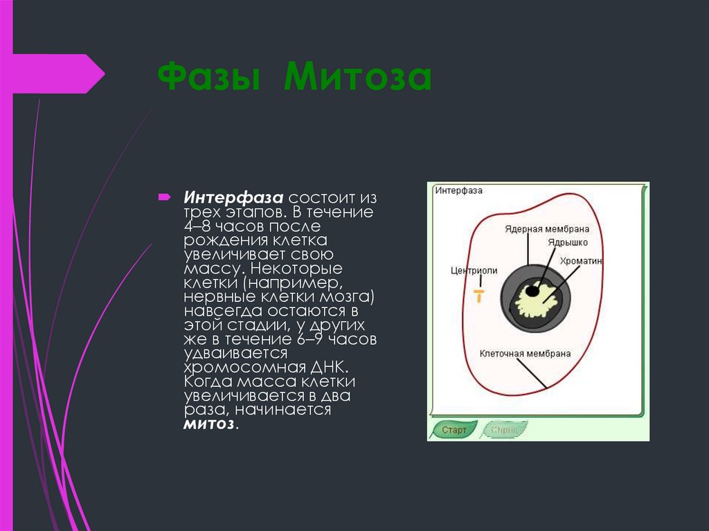 Фазы Митоза