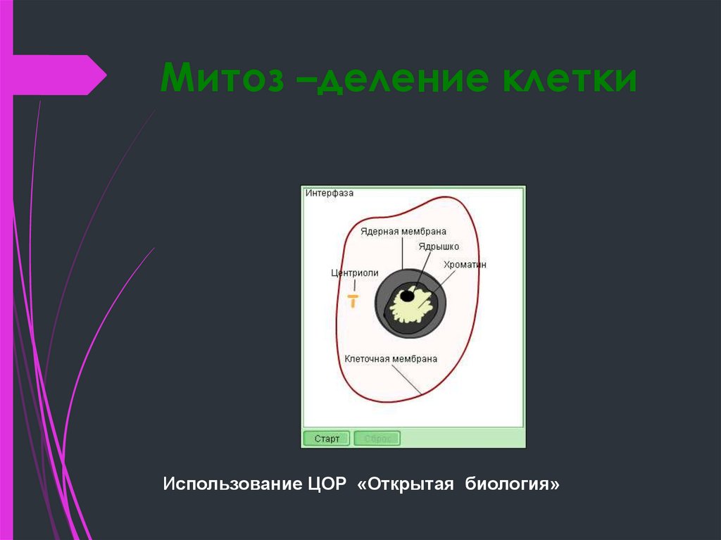 Митоз –деление клетки