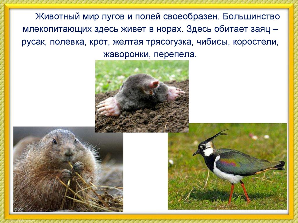 Животный мир лугов и полей своеобразен. Большинство млекопитающих здесь живет в норах. Здесь обитает заяц – русак, полевка,