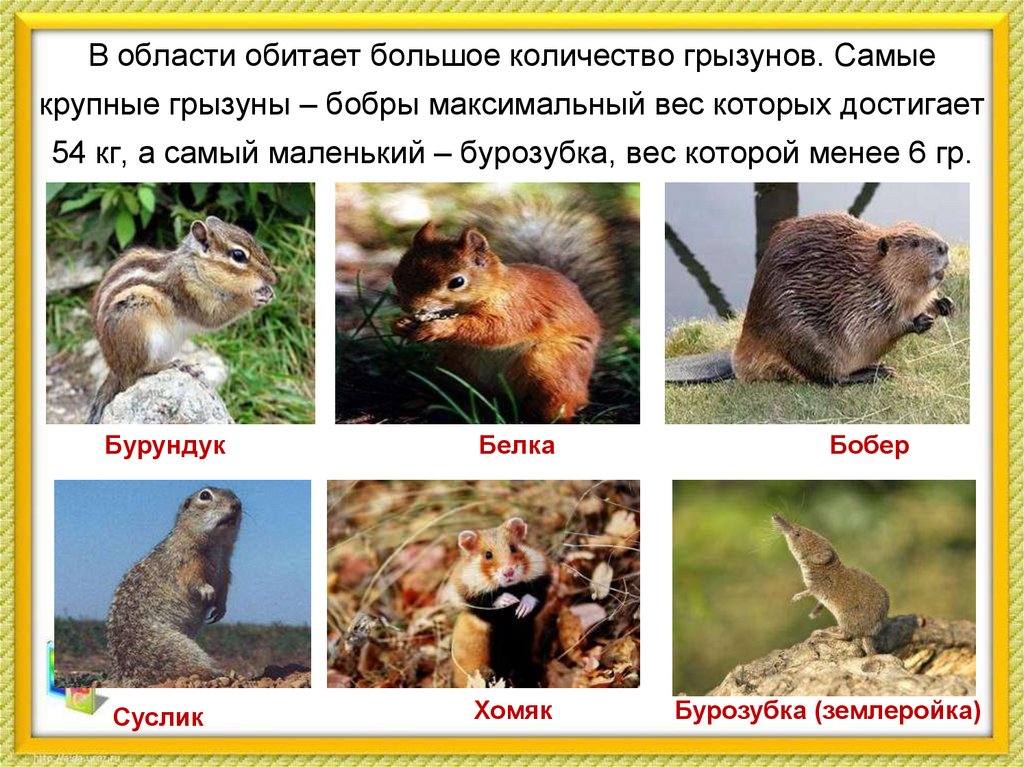 В области обитает большое количество грызунов. Самые крупные грызуны – бобры максимальный вес которых достигает 54 кг, а самый