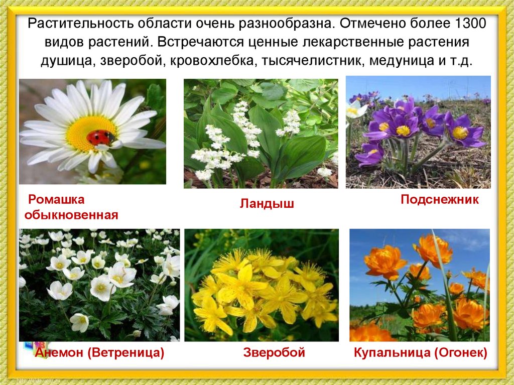 Растительность области очень разнообразна. Отмечено более 1300 видов растений. Встречаются ценные лекарственные растения