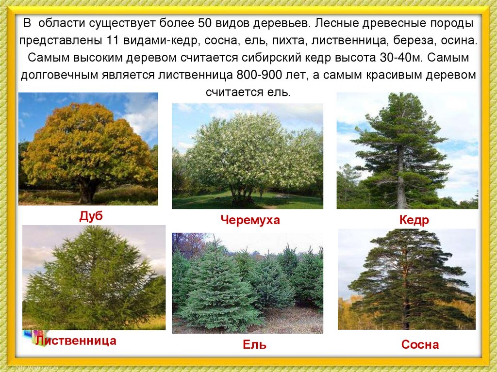 В области существует более 50 видов деревьев. Лесные древесные породы представлены 11 видами-кедр, сосна, ель, пихта,