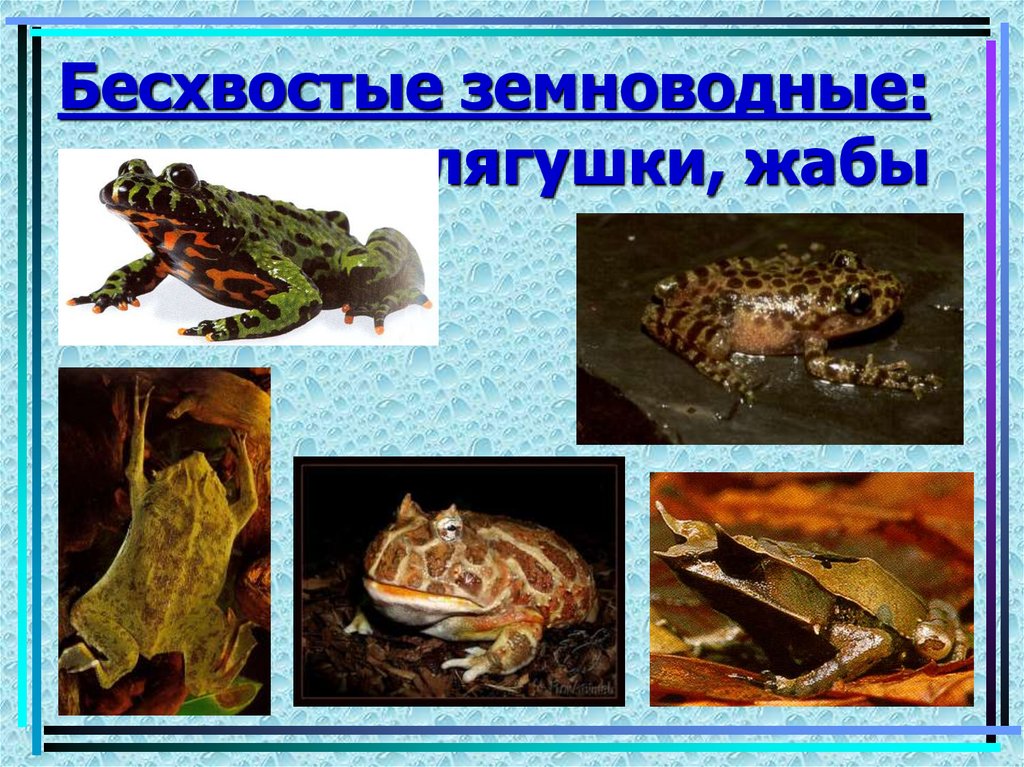 Бесхвостые земноводные: лягушки, жабы