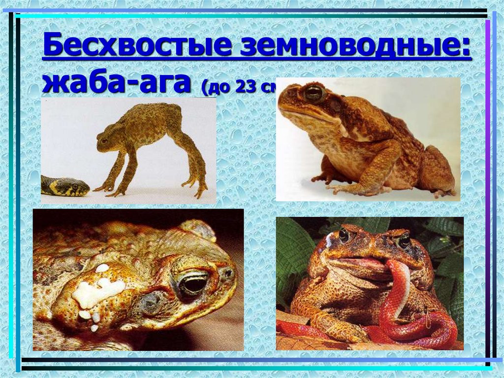 Бесхвостые земноводные: жаба-ага (до 23 см)