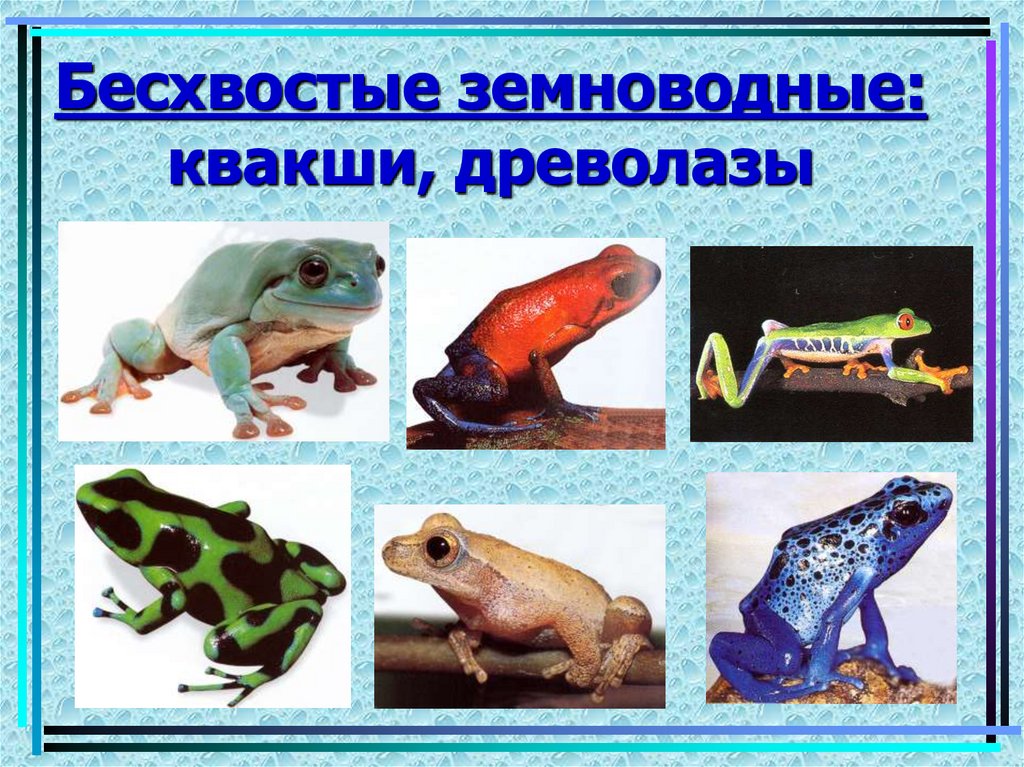 Бесхвостые земноводные: квакши, древолазы