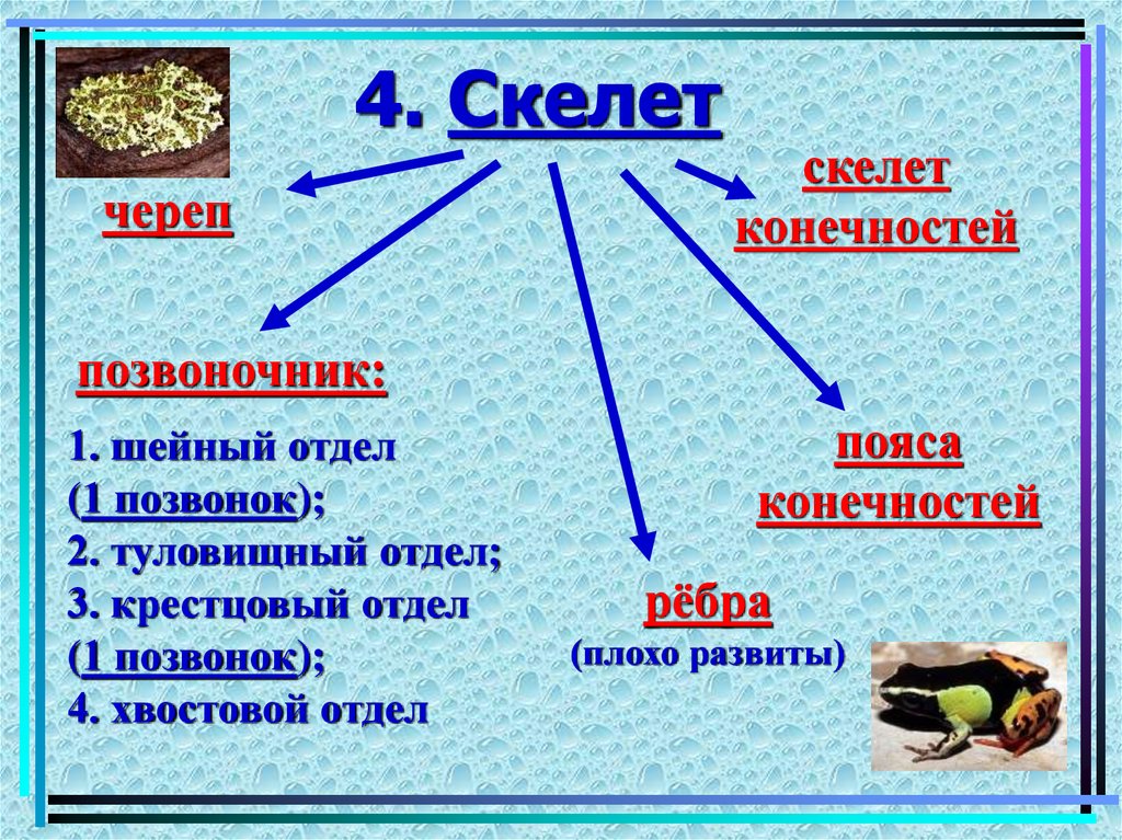 4. Скелет