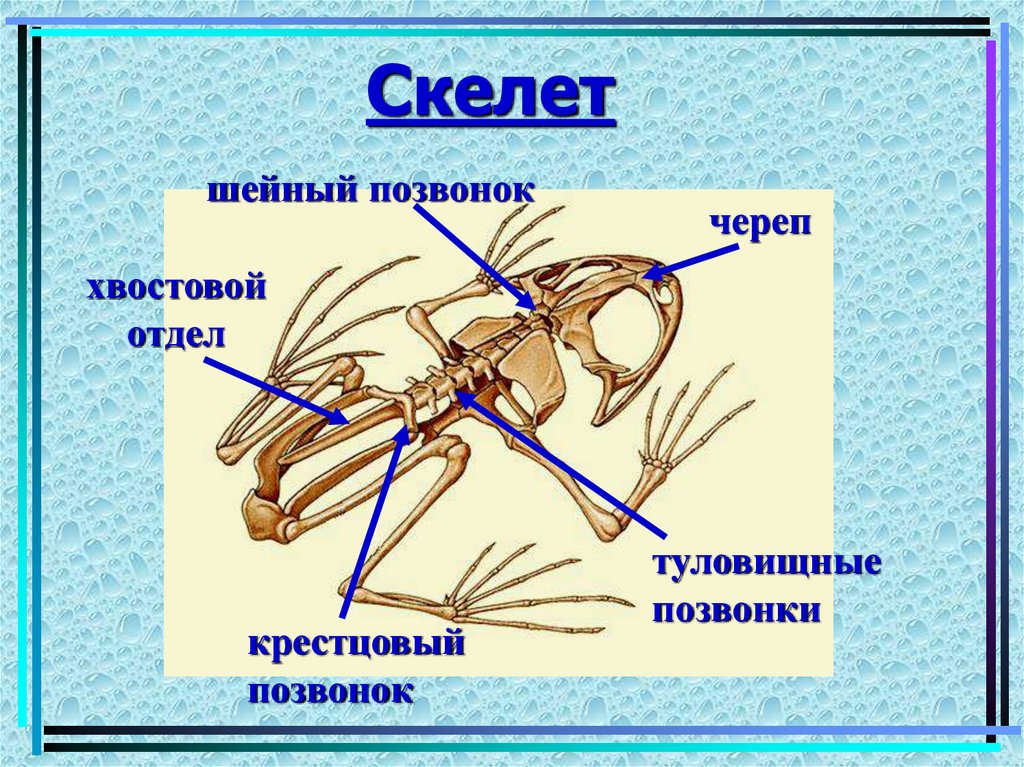 Скелет