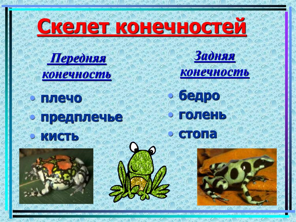 Скелет конечностей