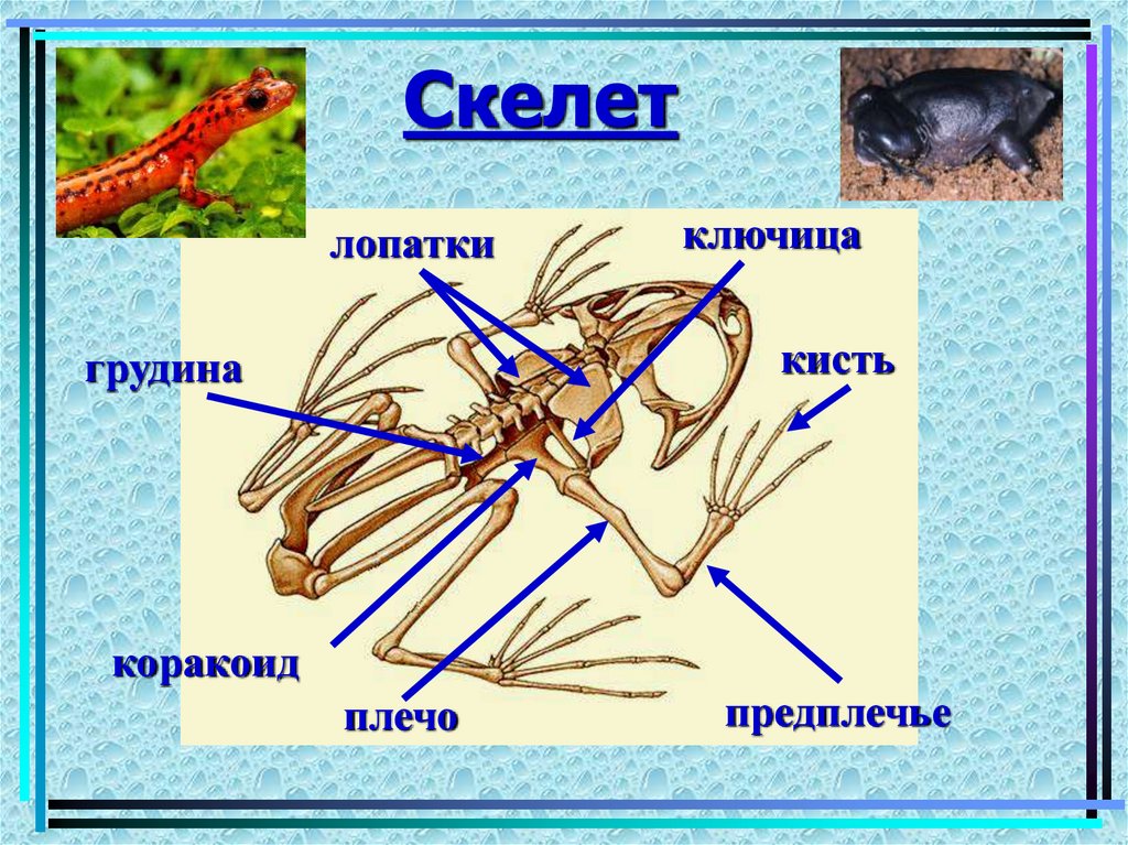Скелет