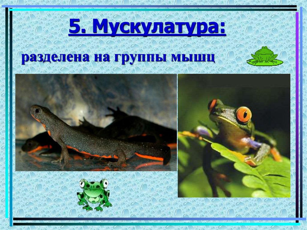 5. Мускулатура: