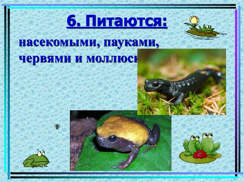 6. Питаются: