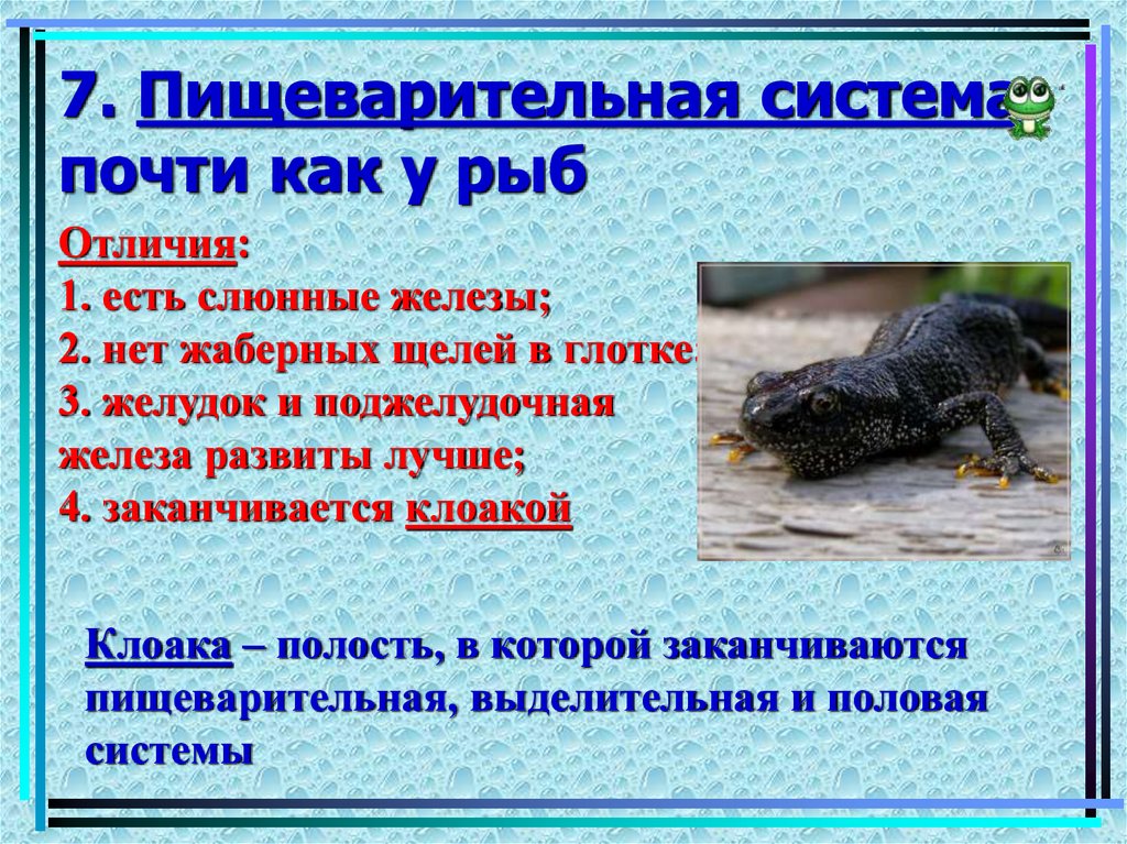 7. Пищеварительная система почти как у рыб